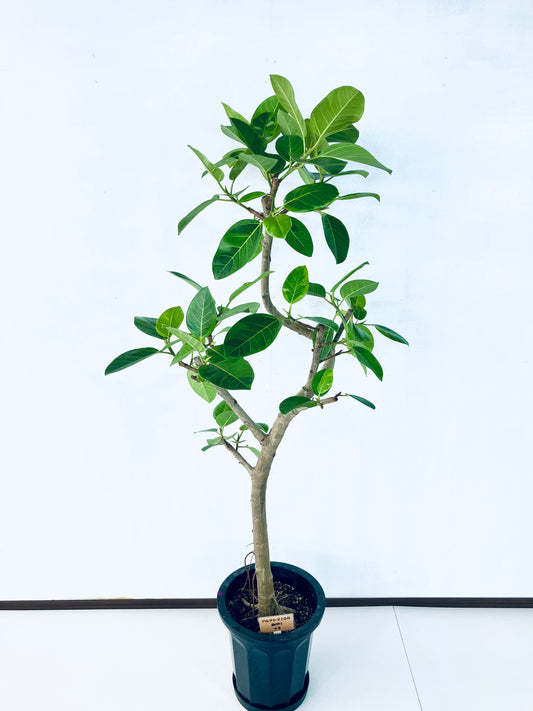 現品商品@3 アルテシマ 10号（高さ：170cm、幅：75cm）