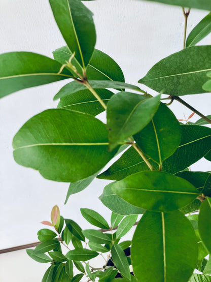 現品商品＠3 アマゾンオリーブ 8号（高さ：146cm、幅：75cm）