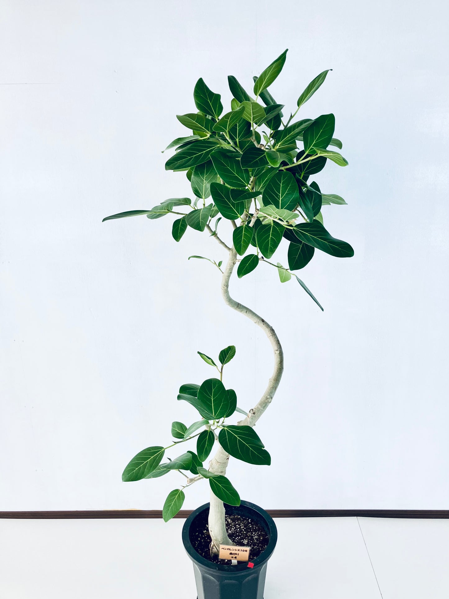 現品商品@4 ベンガレンシス 10号（高さ：179cm、幅：80cm）