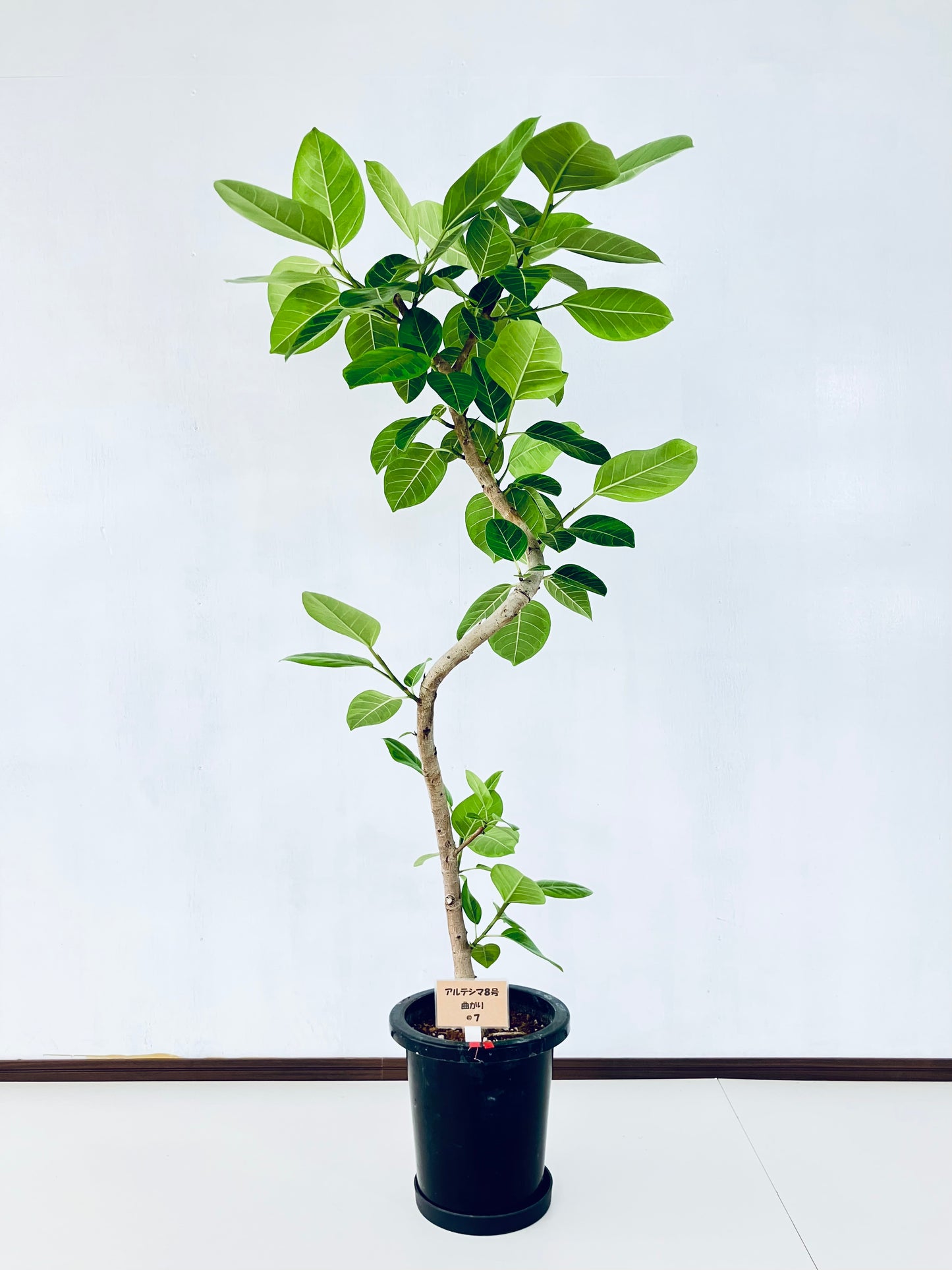 現品商品＠7 アルテシマ 8号（高さ：148cm 幅：74cm）