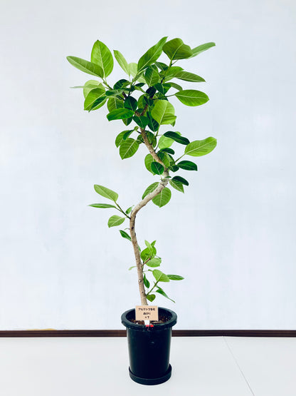 現品商品＠7 アルテシマ 8号（高さ：148cm 幅：74cm）