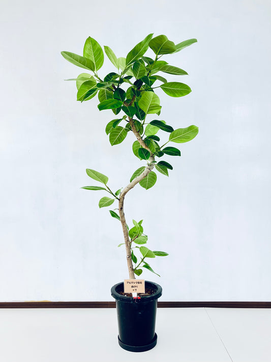 現品商品＠7 アルテシマ 8号（高さ：148cm 幅：74cm）