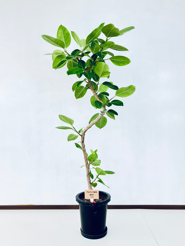 現品商品＠7 アルテシマ 8号（高さ：148cm 幅：74cm）
