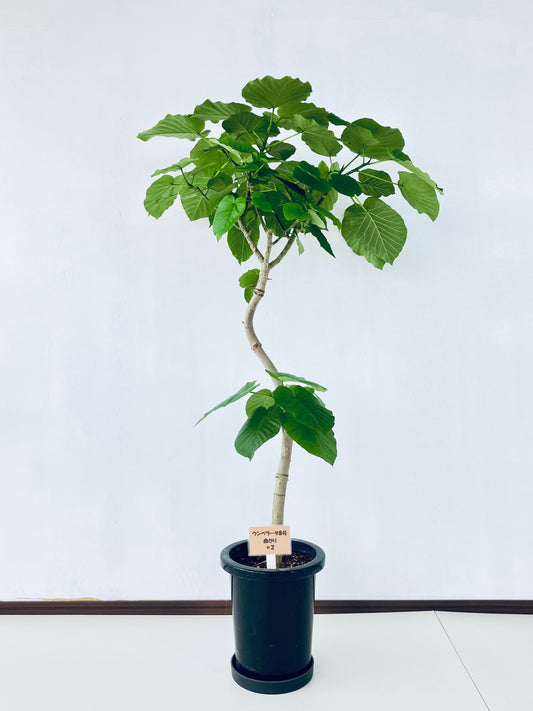 現品商品＠2 ウンベラータ8号（高さ：134cm、幅：75cm）