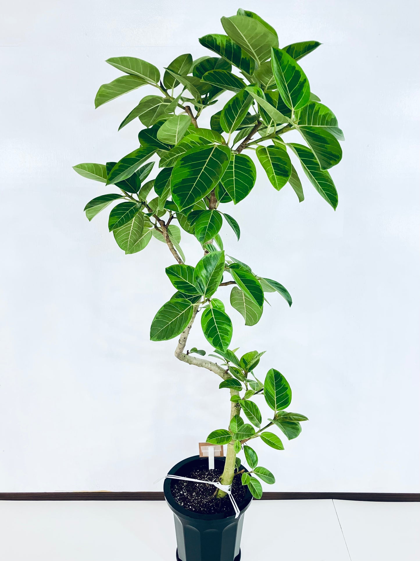 現品商品@7 アルテシマ 10号（高さ：179cm、幅：85cm）