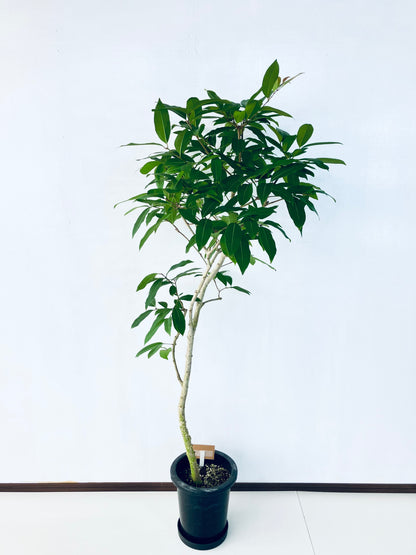 現品商品＠1 アマゾンオリーブ 8号（高さ：163cm、幅：65cm）