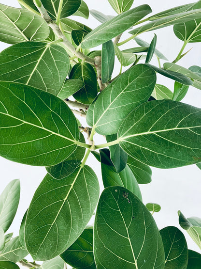 現品商品@1 ベンガレンシス 10号（高さ：175cm、幅：80cm）