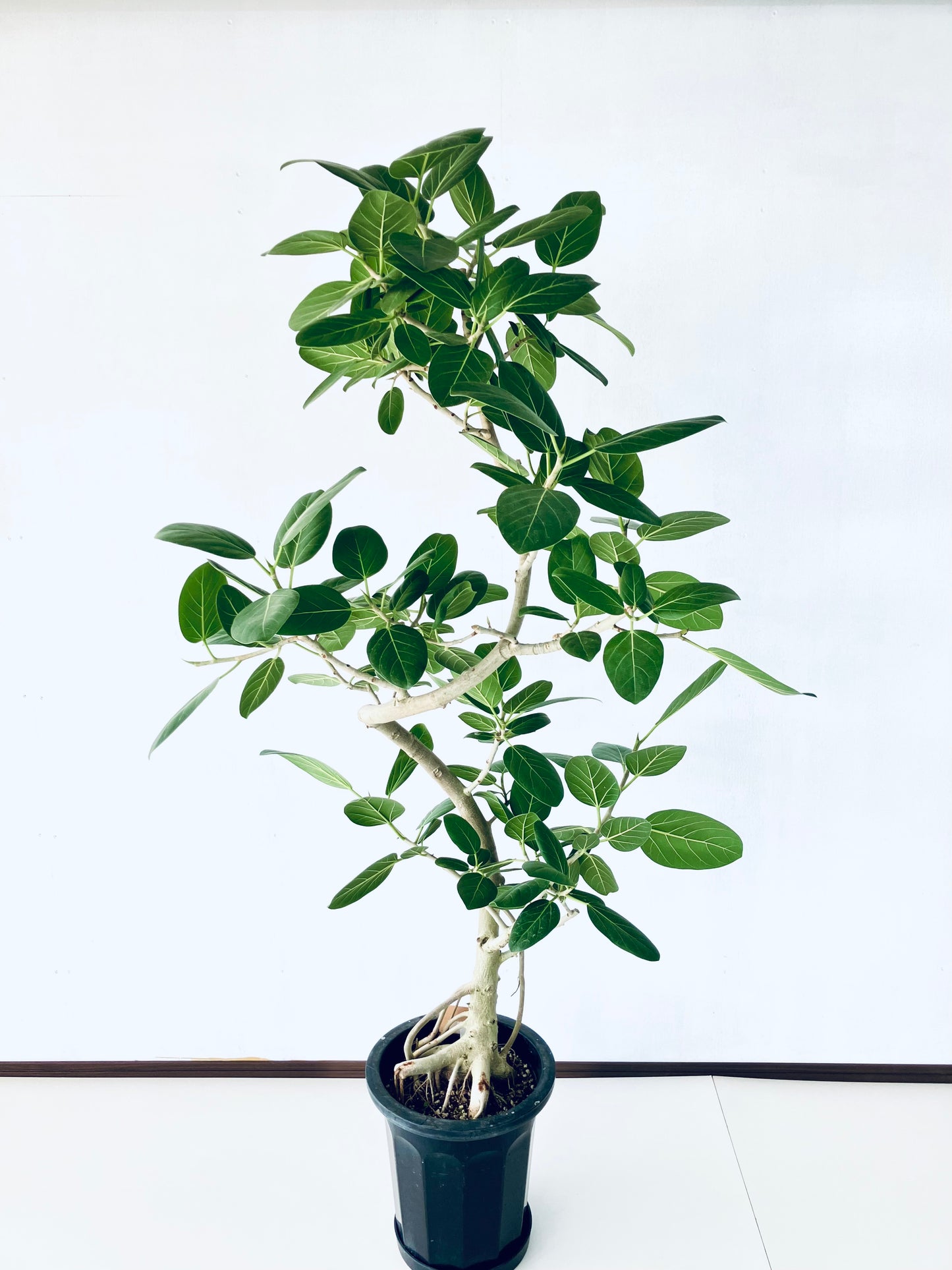 現品商品@1 ベンガレンシス 10号（高さ：172cm、幅：85cm）