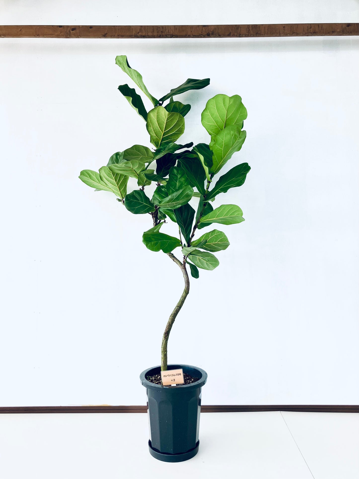 現品商品＠2 カシワバゴム 10号（高さ：190cm、幅：93cm）