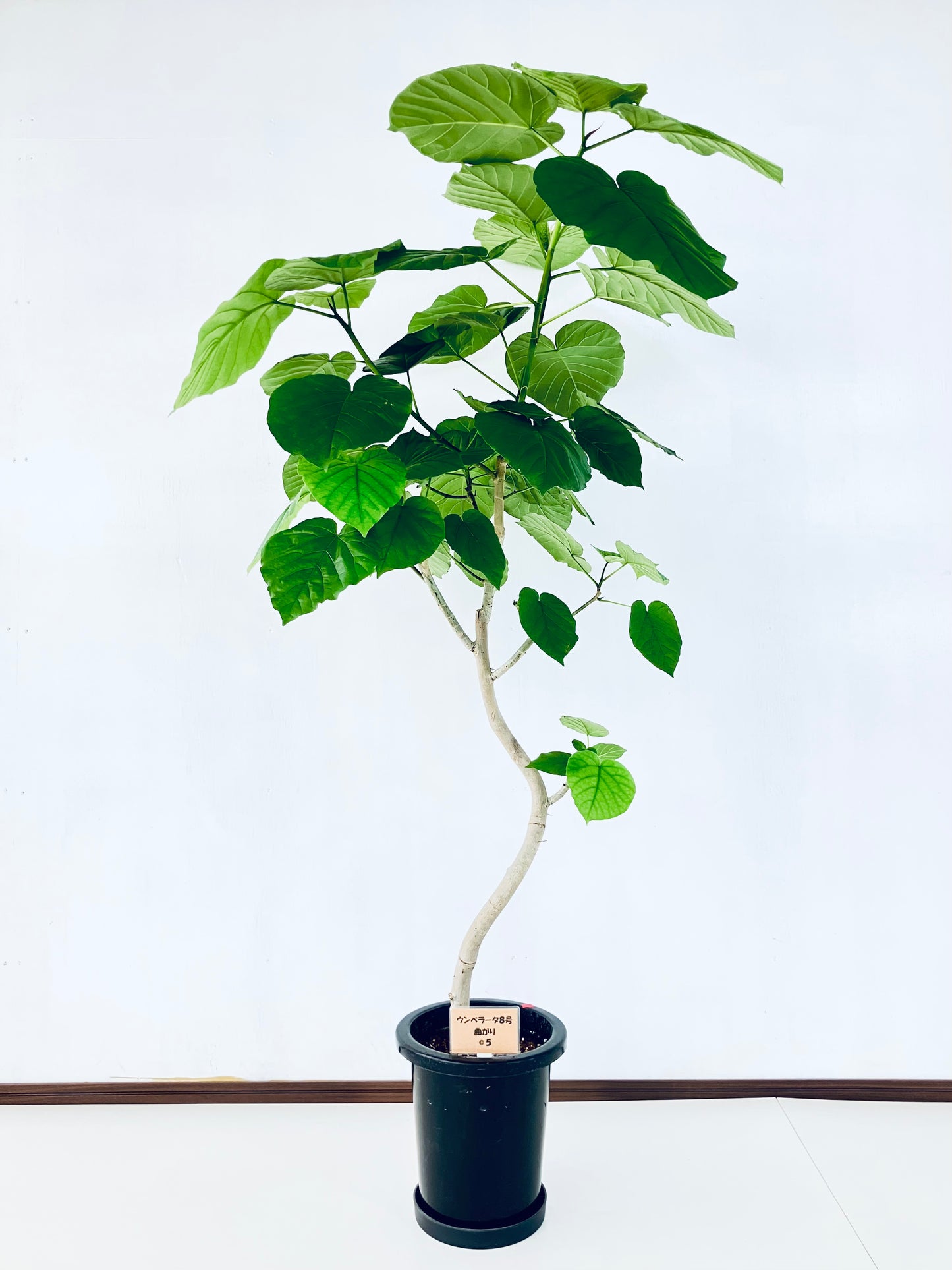 現品商品＠5 ウンベラータ 8号（高さ：157cm、幅：100cm）