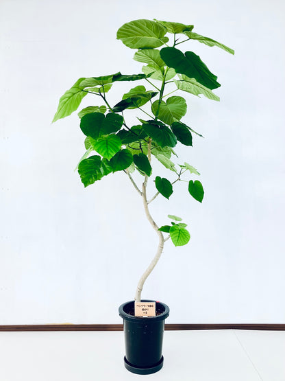 現品商品＠5 ウンベラータ 8号（高さ：157cm、幅：100cm）