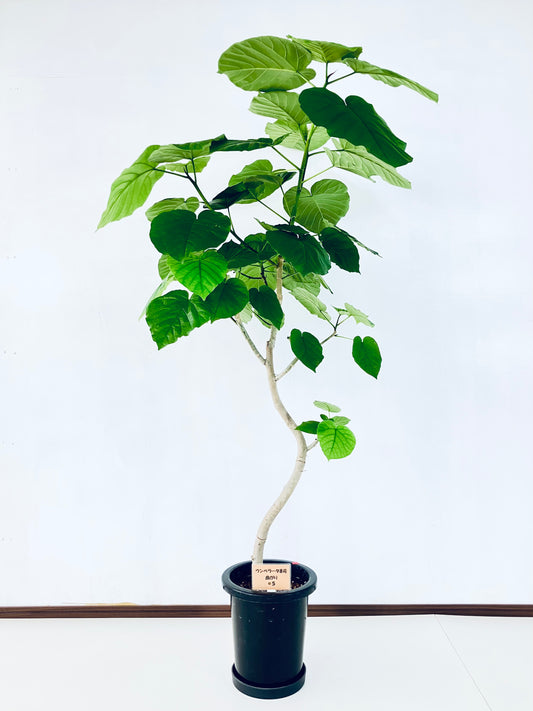 現品商品＠5 ウンベラータ 8号（高さ：157cm、幅：100cm）
