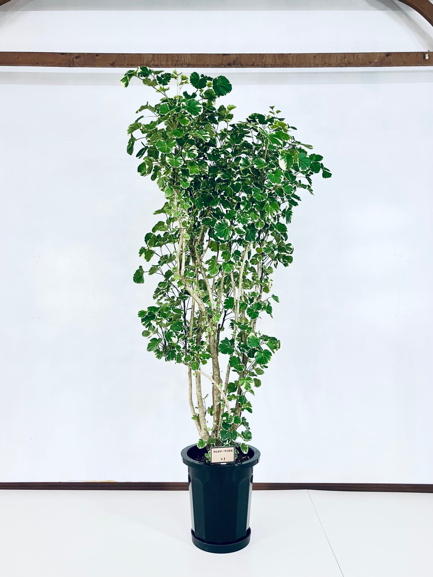 現品商品@1 ポリシャス・マルギナータ 10号（高さ：183cm、幅：86cm）