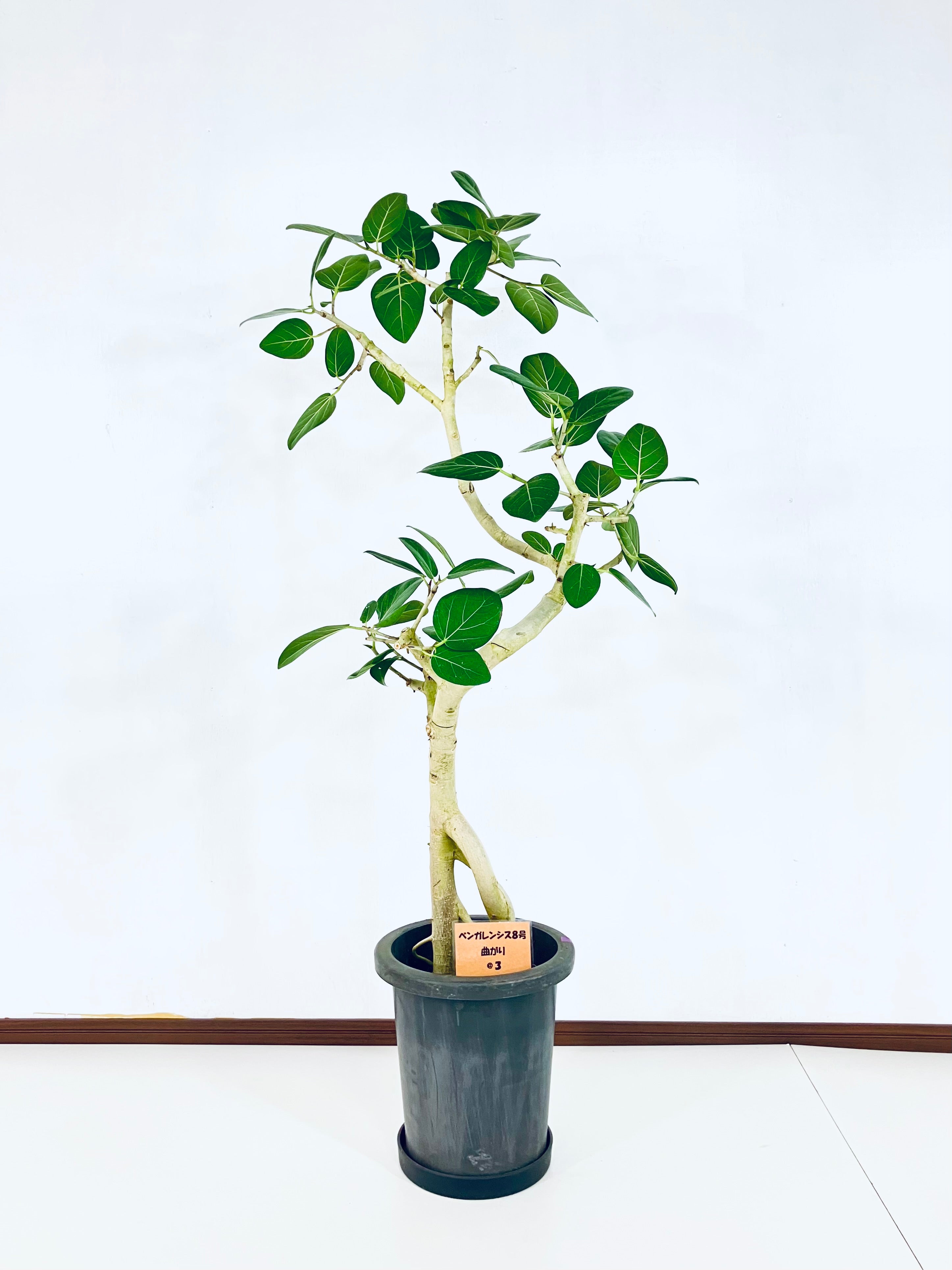 ベンガレンシスの通販 | 観葉植物の通販はAONOKI（あおのき）