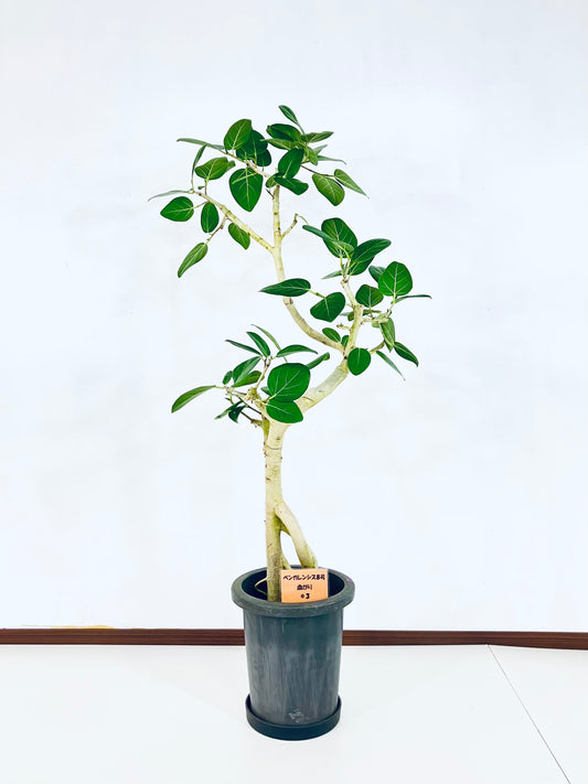 現品商品＠3 ベンガレンシス 8号（高さ：127cm、幅：60cm）