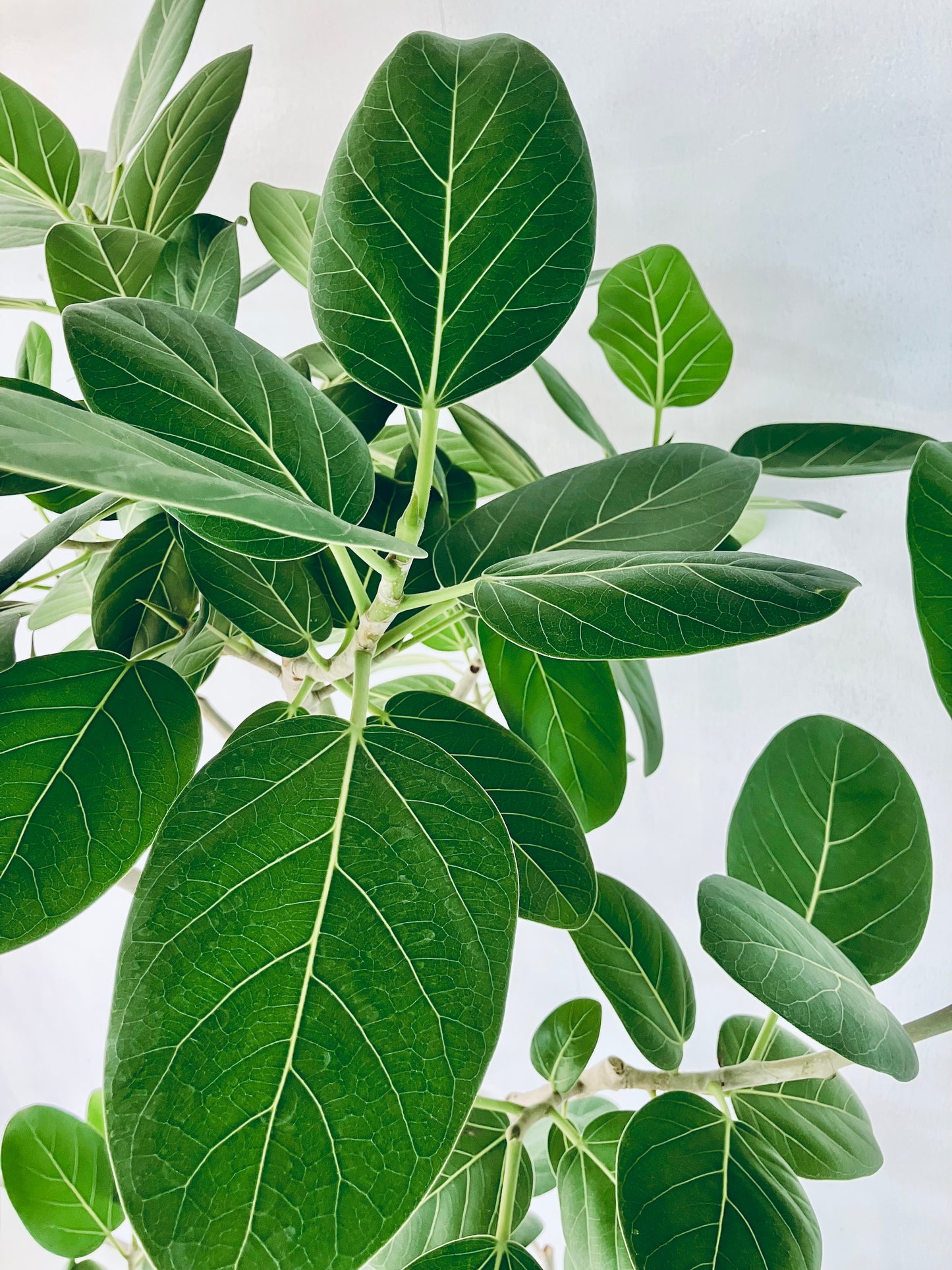 現品商品@4 ベンガレンシス 10号（高さ：192cm、幅：110cm）