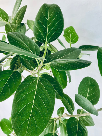 現品商品@4 ベンガレンシス 10号（高さ：192cm、幅：110cm）