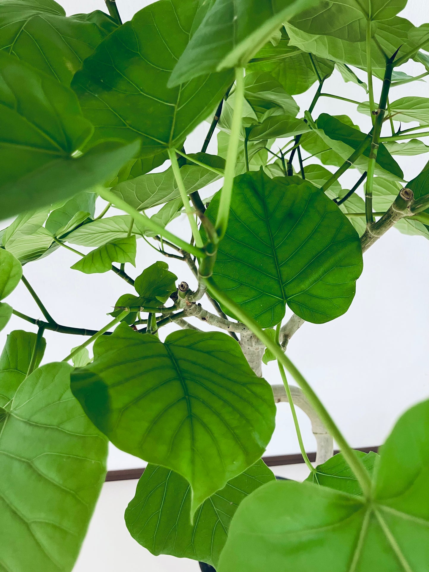 現品商品＠3 ウンベラータ 8号 曲がりМ（高さ：126cm、幅：90cm）