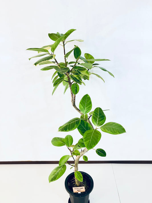 現品商品＠1 アルテシマ 8号（高さ：144cm、幅：70cm）