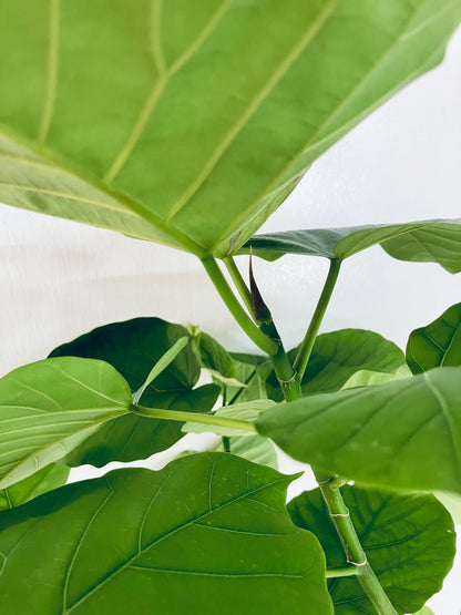 現品商品＠2 ウンベラータ8号（高さ：155cm、幅：80cm）