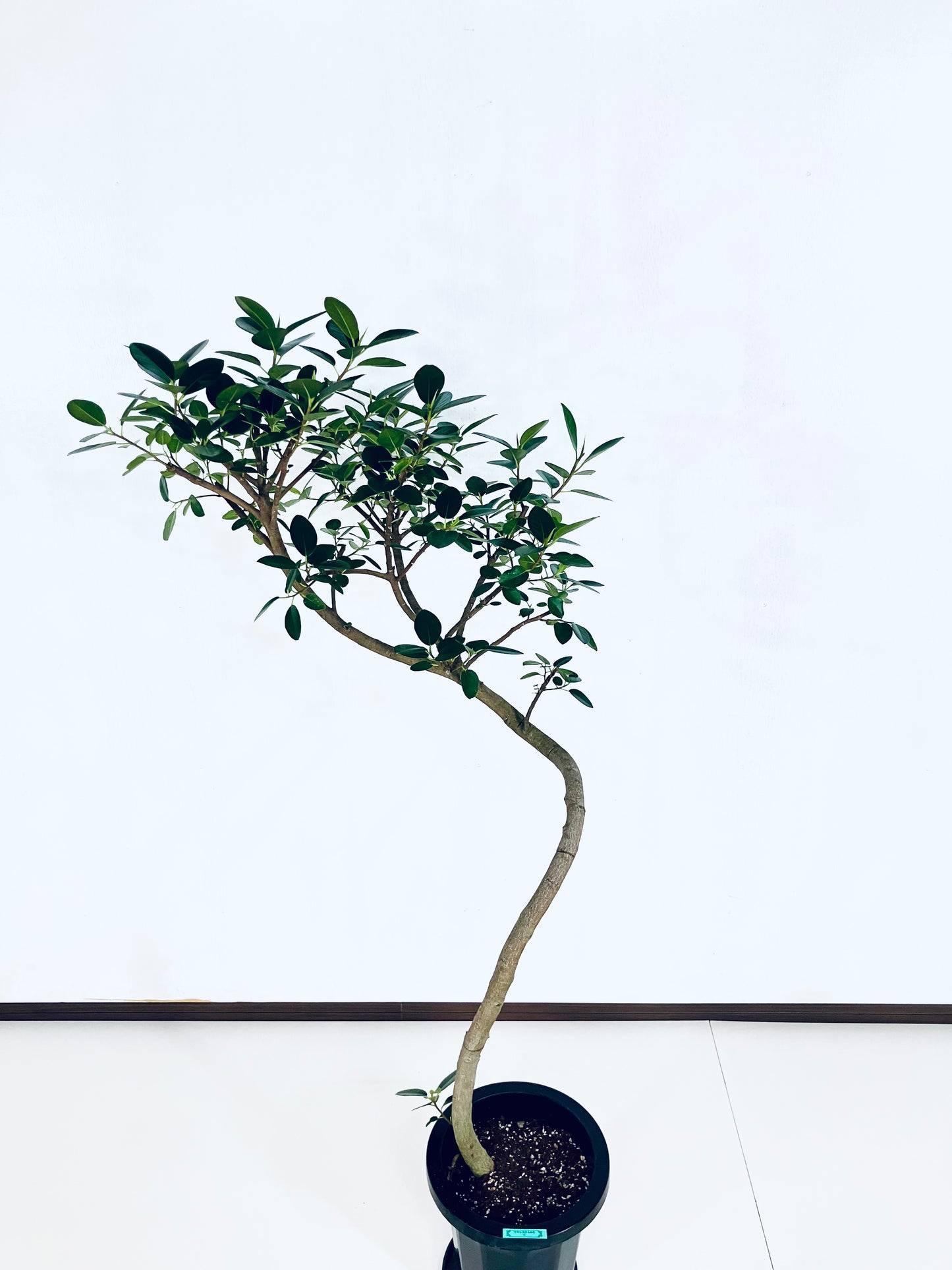 【Unique Form】フランスゴム 8号（高さ：134cm、幅：62cm）#10