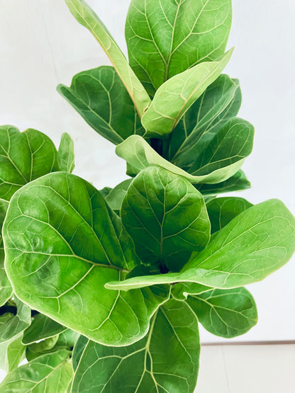 現品商品＠2 バンビーノ 8号（高さ：144cm、幅：40cm）