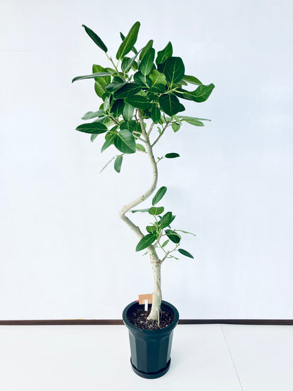 現品商品@4 ベンガレンシス 10号（高さ：179cm、幅：80cm）