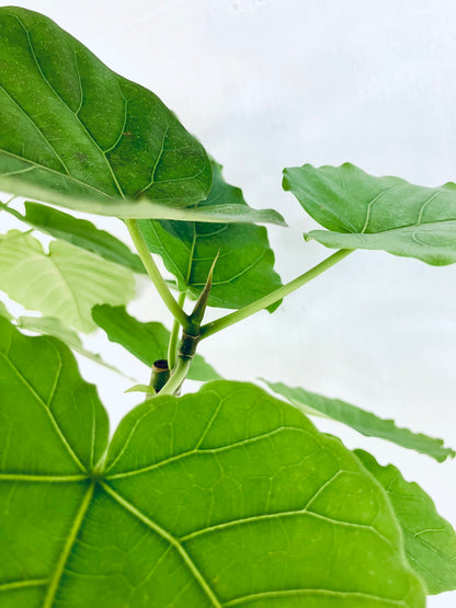 現品商品＠2 ウンベラータ 10号（高さ：175cm、幅：82cm）