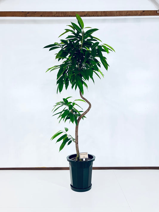 現品商品＠2 アムステルダム 10号（高さ：180cm、幅：100cm）