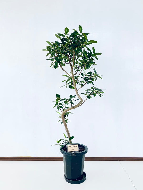 現品商品@5 フランスゴム 8号（高さ：129cm、幅：69cm）