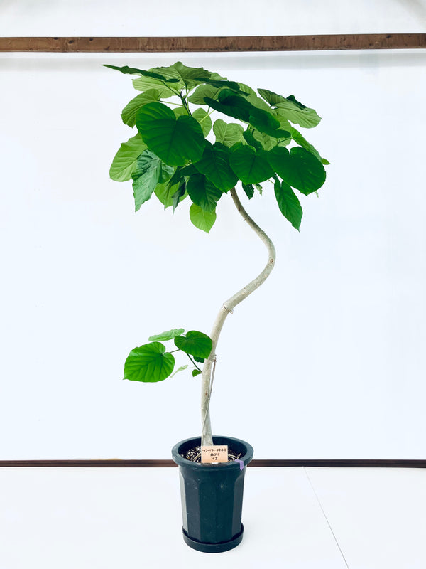 現品商品＠2 ウンベラータ 10号（高さ：184cm、幅：105cm）