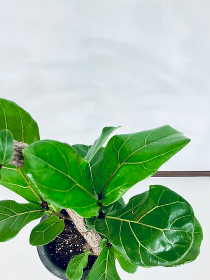 【Unique Form】カシワバゴム 8号（高さ：102cm、幅：48cm）#8