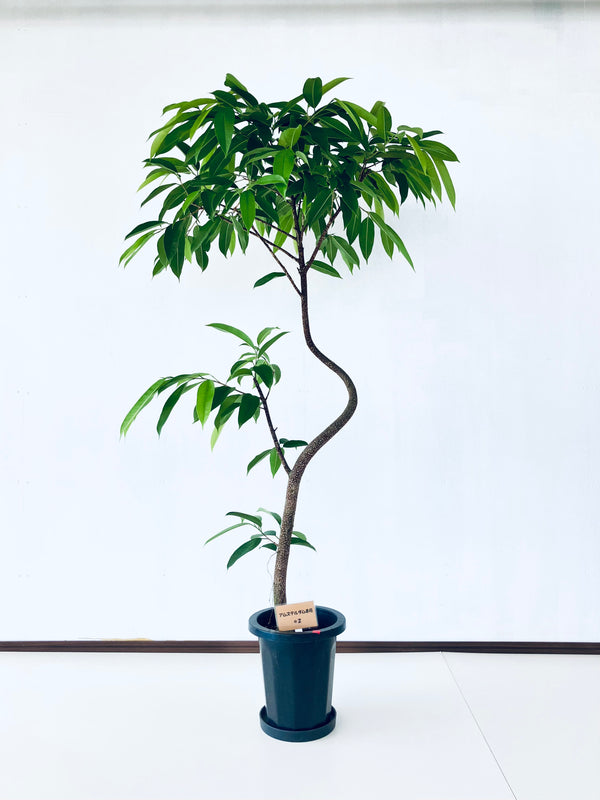 現品商品＠2 アムステルダム 8号（高さ：165cm、幅：90cm）