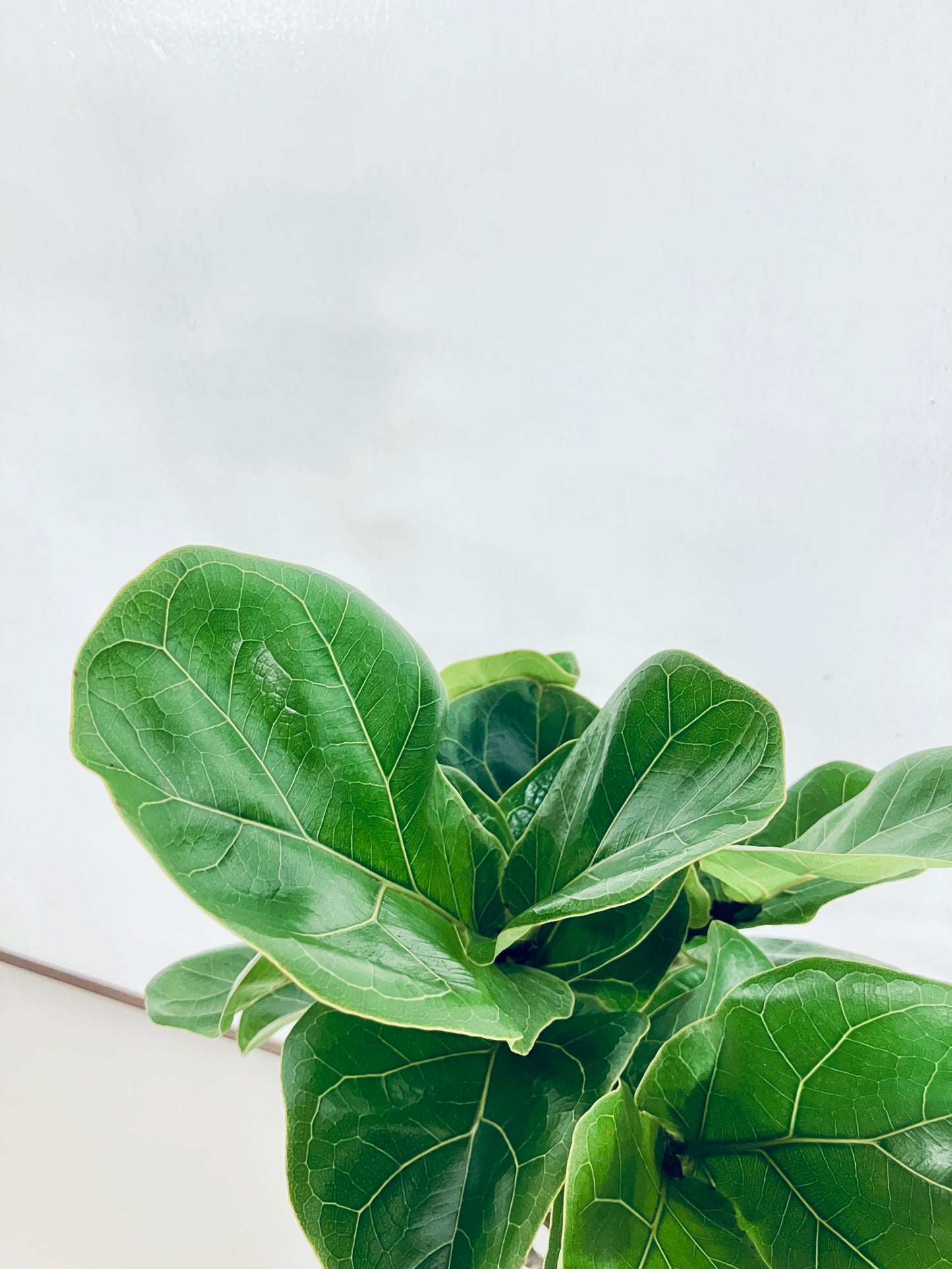 【Unique Form】バンビーノ 8号（高さ：132cm、幅：37cm）#12