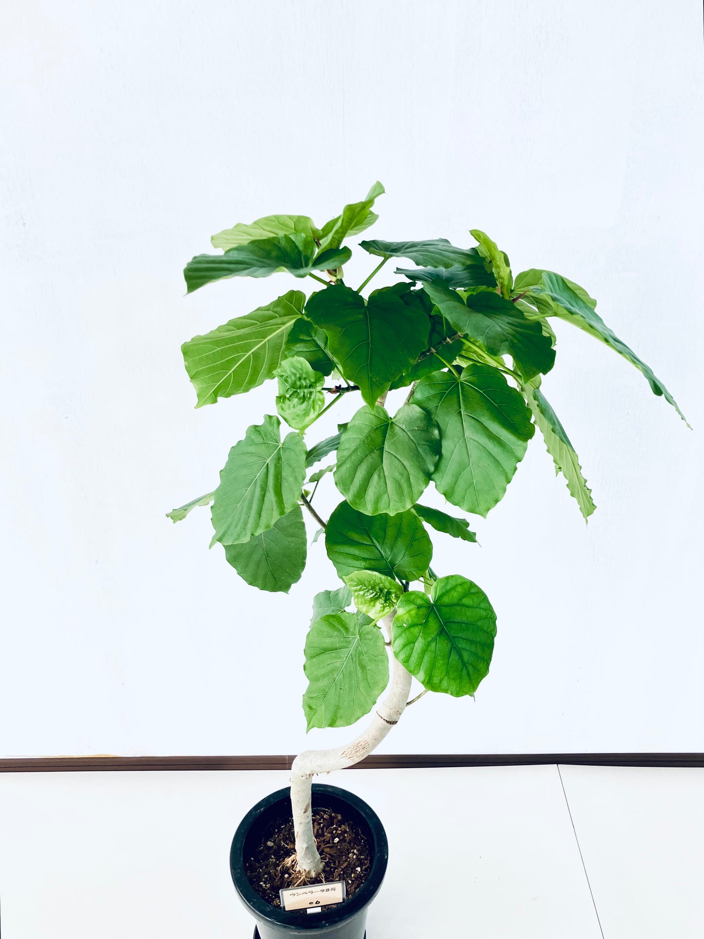 現品商品＠6 ウンベラータ 8号（高さ：131cm、幅：62cm）