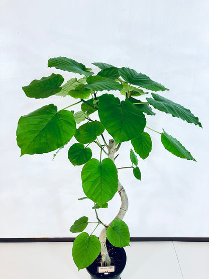 現品商品＠9 ウンベラータ 8号（高さ：136cm、幅：70cm）