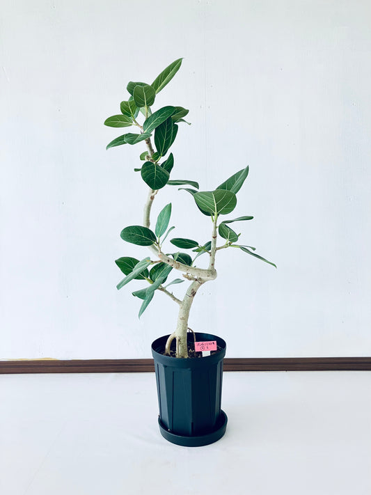 現品商品@9T ベンガレンシス 6号（高さ：80cm、幅：33cm）【豊橋発送】