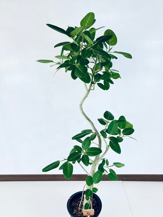 現品商品@4 ベンガレンシス 10号（高さ：178cm、幅：90cm）