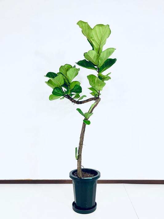 【Unique Form】カシワバゴム 8号（高さ：147cm、幅：70cm）#9