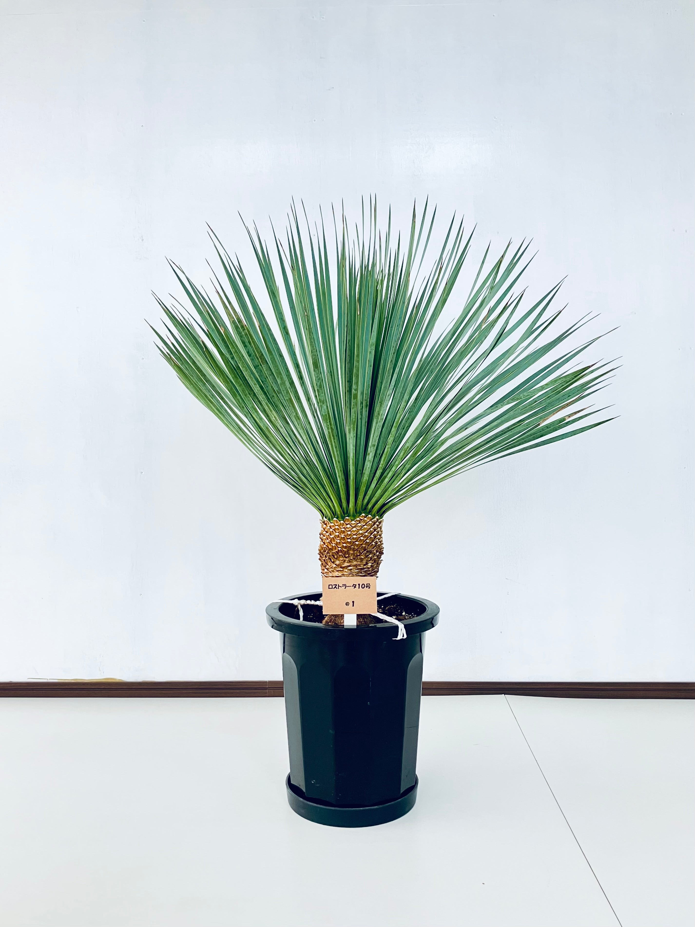 ユッカ・ロストラータ10号の現品商品 | 観葉植物通販AONOKI ユッカ・ロストラータ10号の現品商品 | 観葉植物通販AONOKI