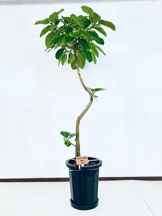 現品商品@2 アルテシマ 10号（高さ：177cm 幅：85cm）