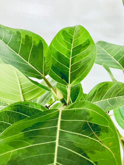 現品商品@5 アルテシマ 10号（高さ：163cm 幅：67cm）