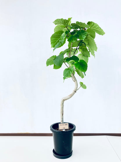 現品商品＠6 ウンベラータ 8号（高さ：131cm、幅：62cm）