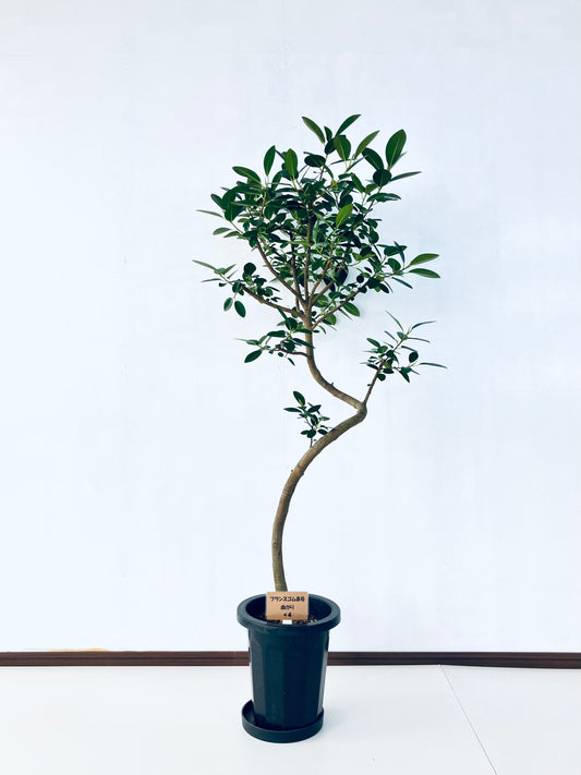 現品商品@4 フランスゴム 8号（高さ：143cm、幅：60cm）