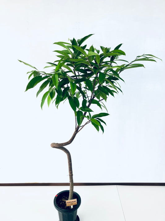 現品商品＠1 アムステルダム 8号（高さ：165cm、幅：98cm）
