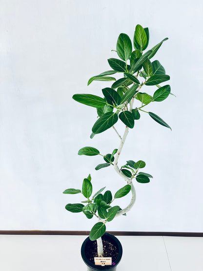 現品商品＠3 ベンガレンシス 8号（高さ：147cm、幅：63cm）