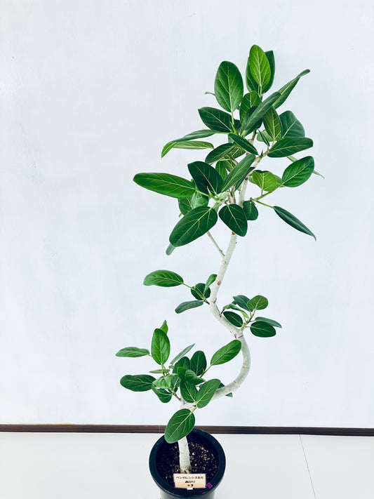 現品商品＠3 ベンガレンシス 8号（高さ：147cm、幅：63cm）