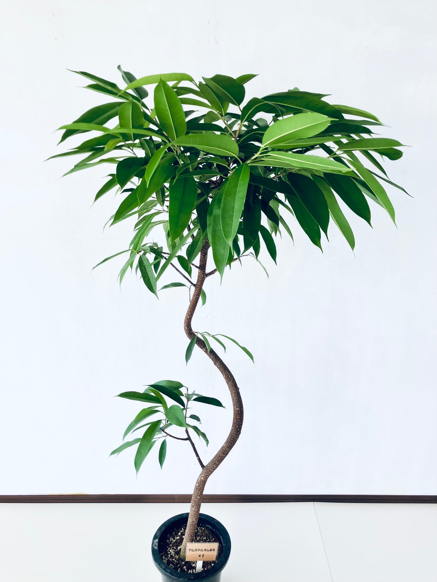 現品商品＠1 アムステルダム 8号（高さ：162cm、幅：87cm）