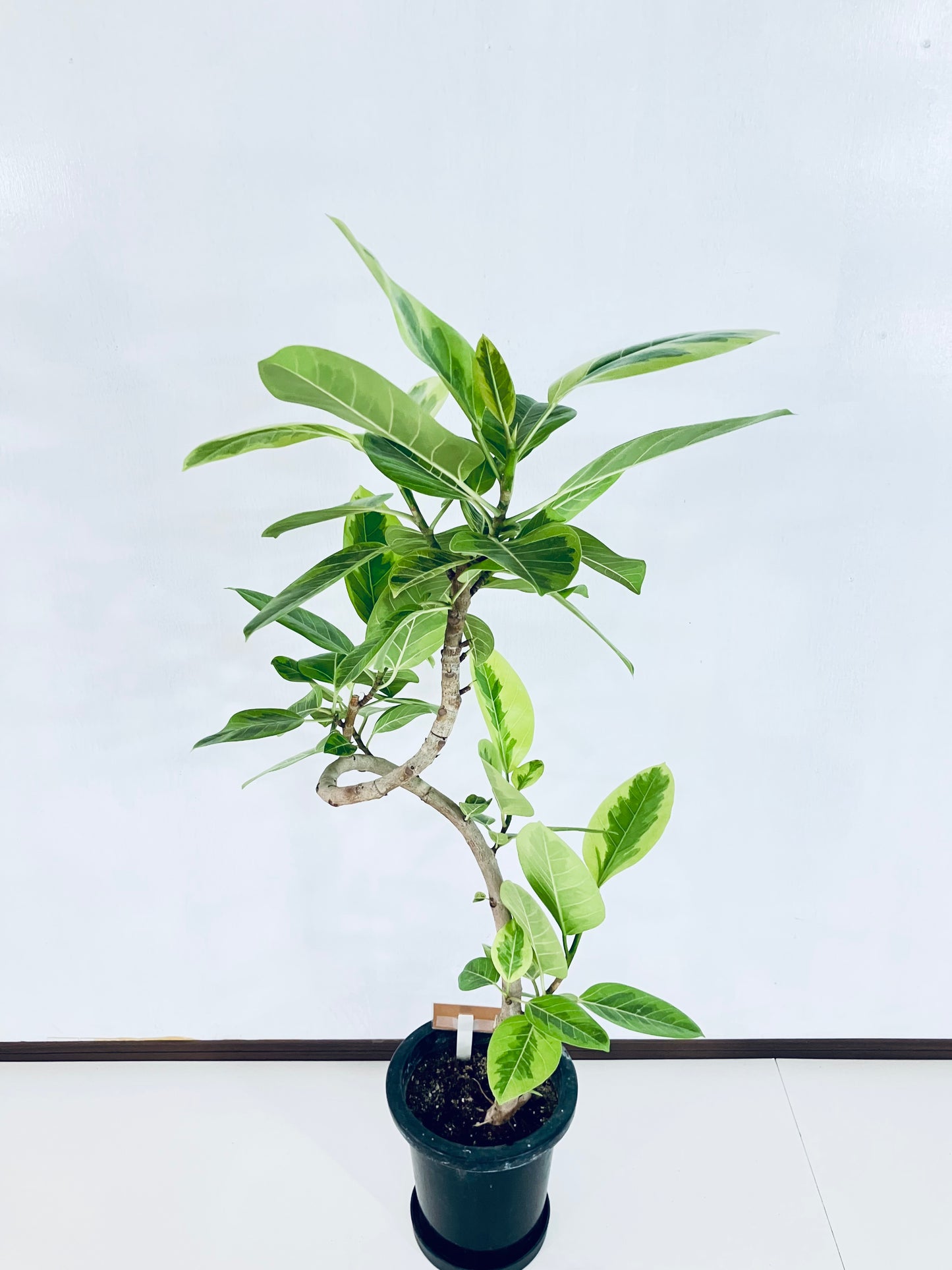 現品商品＠4 アルテシマ 8号（高さ：127cm、幅：60cm）