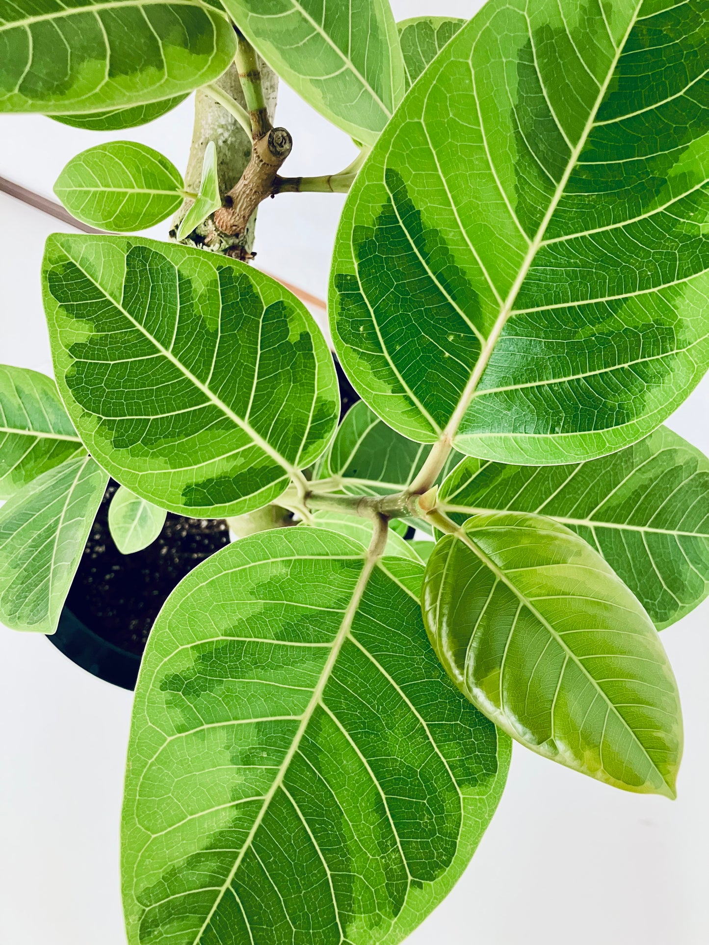 現品商品@7 アルテシマ 10号（高さ：179cm、幅：85cm）